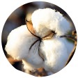 Cotton